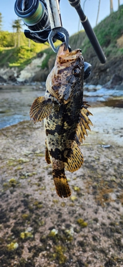 タケノコメバルの釣果