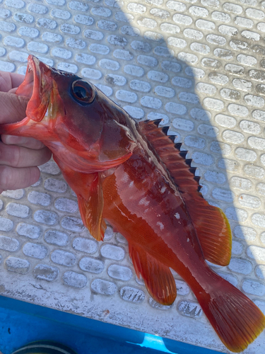 アカハタの釣果