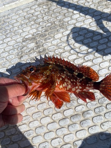 カサゴの釣果