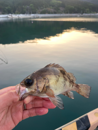 メバルの釣果