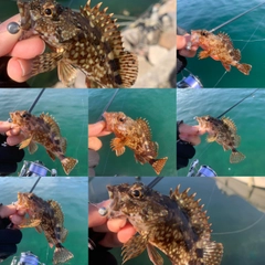 カサゴの釣果