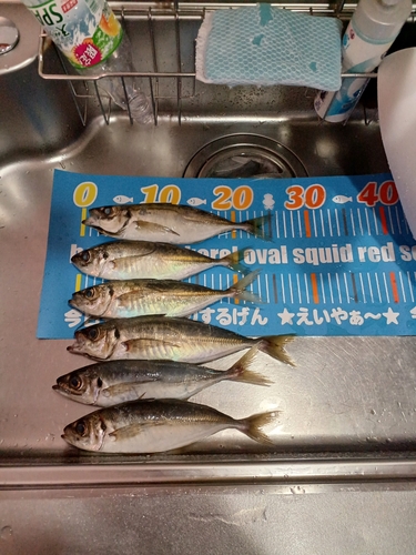 アジの釣果