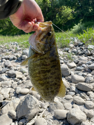 スモールマウスバスの釣果