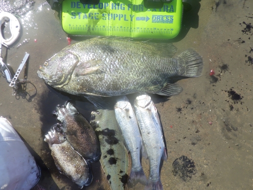 イカの釣果