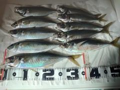 アジの釣果