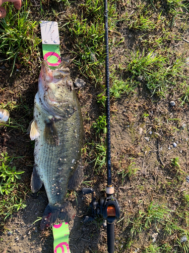 ラージマウスバスの釣果