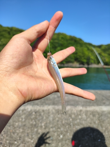 キスの釣果