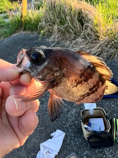 メバルの釣果