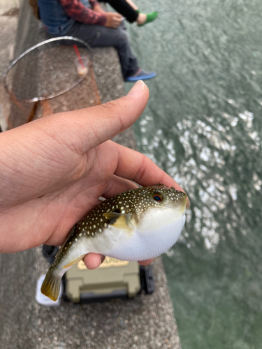 クサフグの釣果