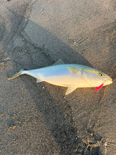 ワラサの釣果