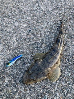 マゴチの釣果