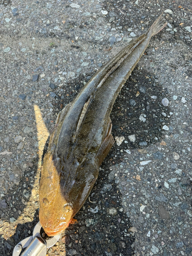 マゴチの釣果