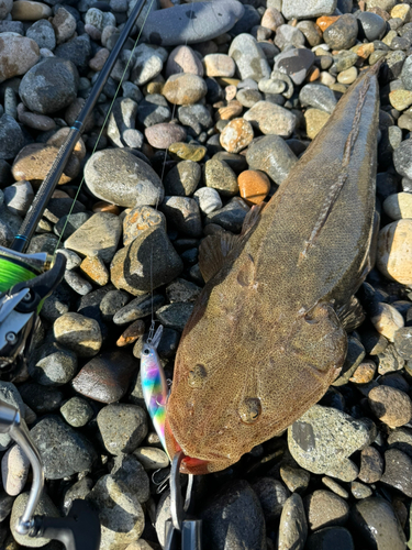 マゴチの釣果