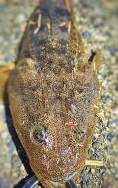 マゴチの釣果