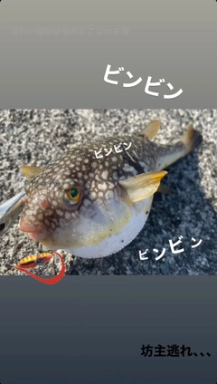 フグの釣果