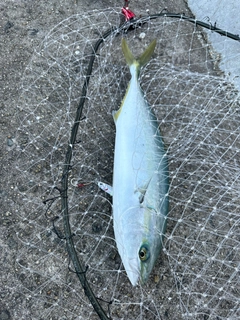 ハマチの釣果