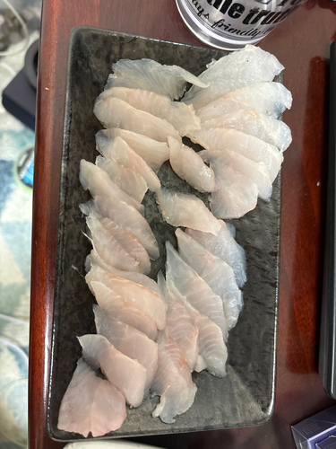 シロメバルの釣果