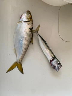 コノシロの釣果