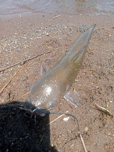 アメリカナマズの釣果