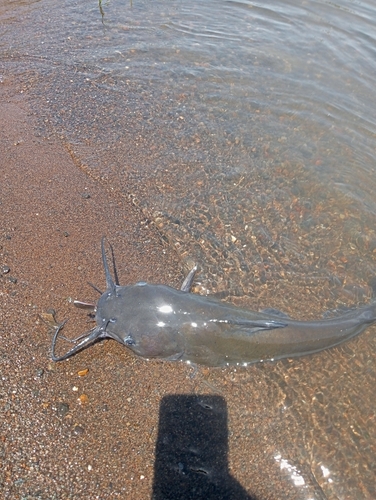 アメリカナマズの釣果