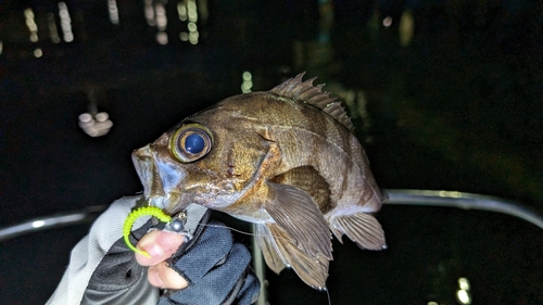 メバルの釣果