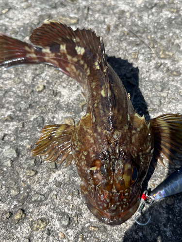 ガシラの釣果