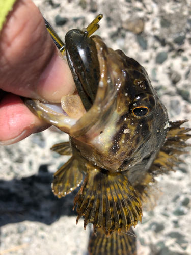 タケノコメバルの釣果