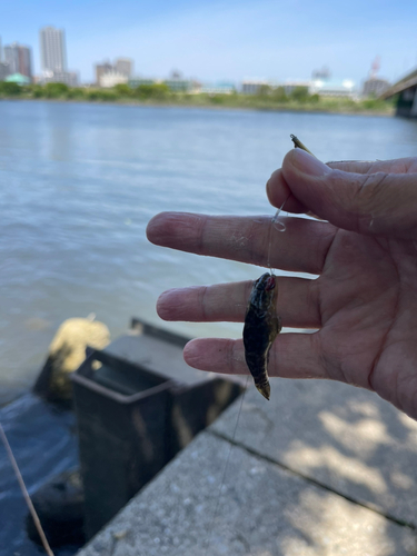 シモフリシマハゼの釣果