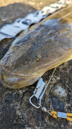 マゴチの釣果