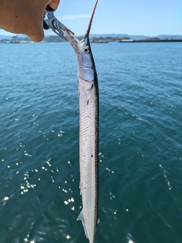 ダツの釣果