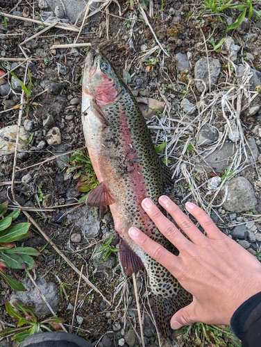 ニジマスの釣果