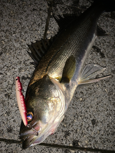 シーバスの釣果