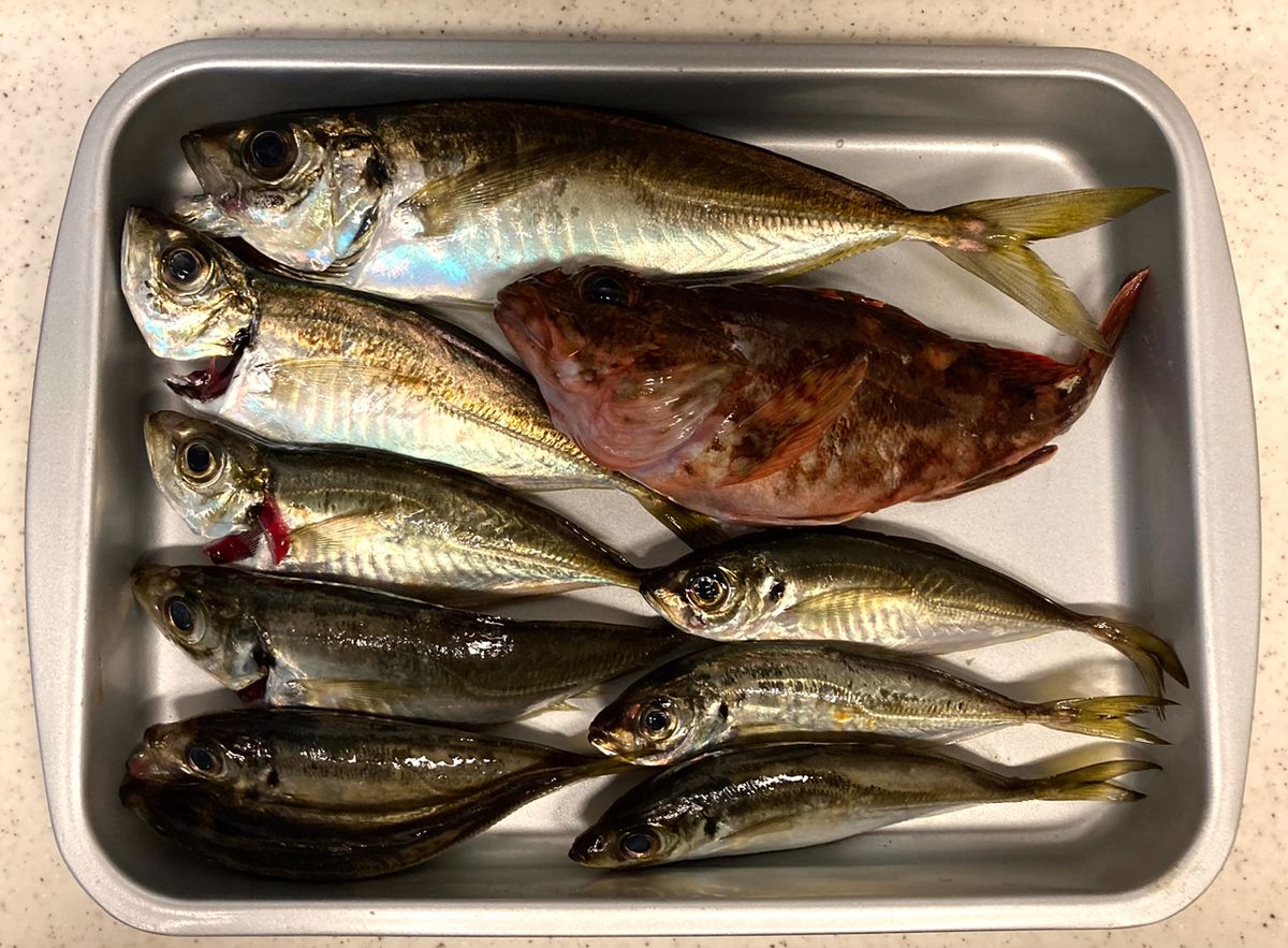 since 2020さんの釣果 2枚目の画像