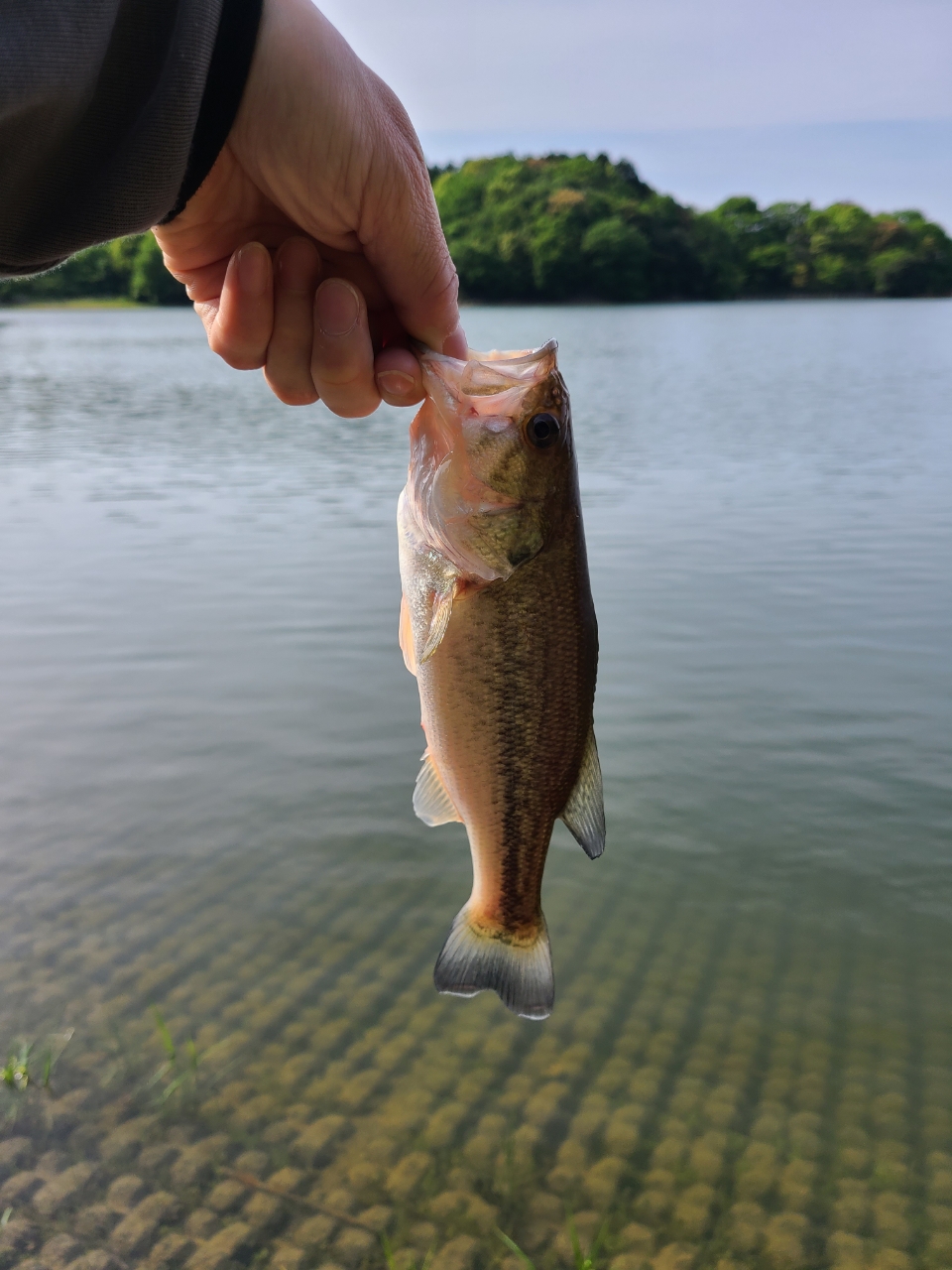 ブラックバス