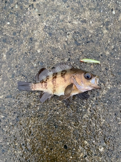 シロメバルの釣果