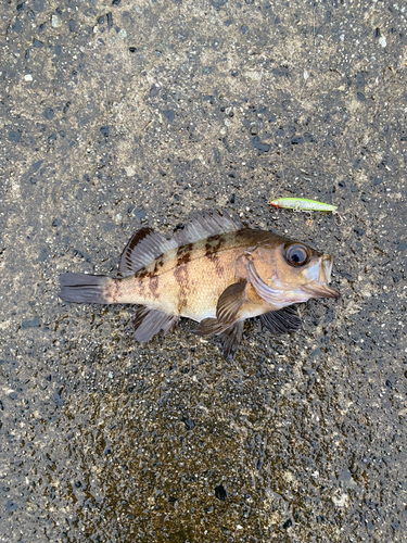 シロメバルの釣果