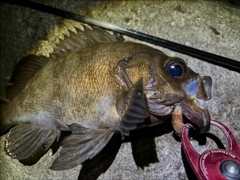 メバルの釣果