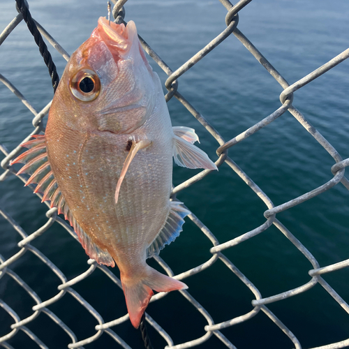 マダイの釣果