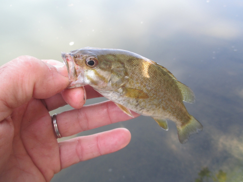 スモールマウスバスの釣果