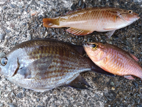 クロホシイシモチの釣果