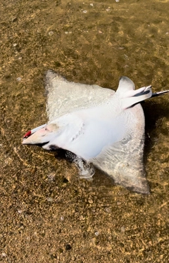 アカエイの釣果