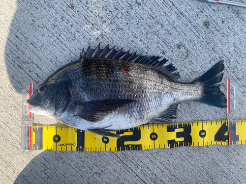 チヌの釣果