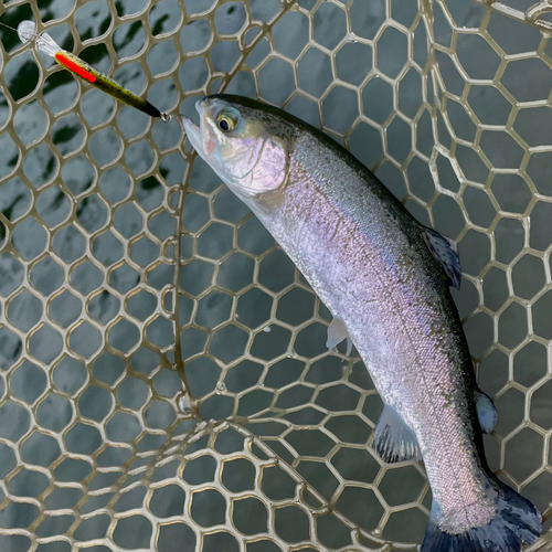 ニジマスの釣果