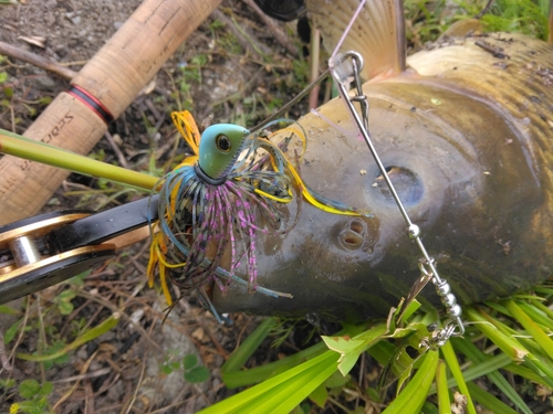 コイの釣果