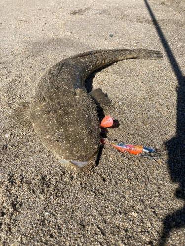 マゴチの釣果