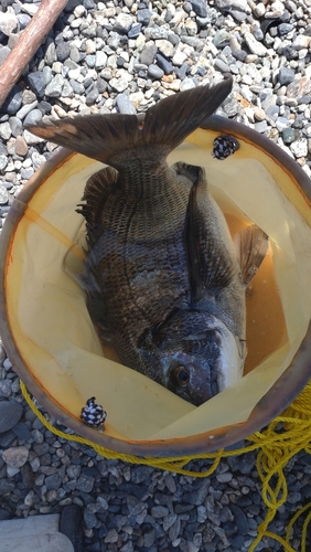 クロダイの釣果