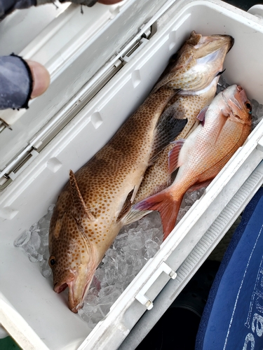 オオモンハタの釣果