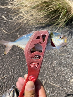 ショゴの釣果