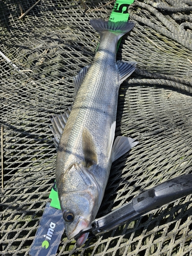 フッコ（マルスズキ）の釣果