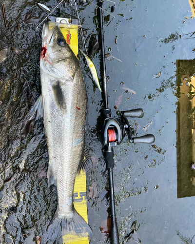 シーバスの釣果